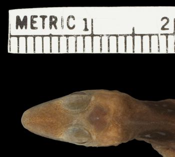 Media type: image;   Herpetology R-38296 Aspect: head dorsal
